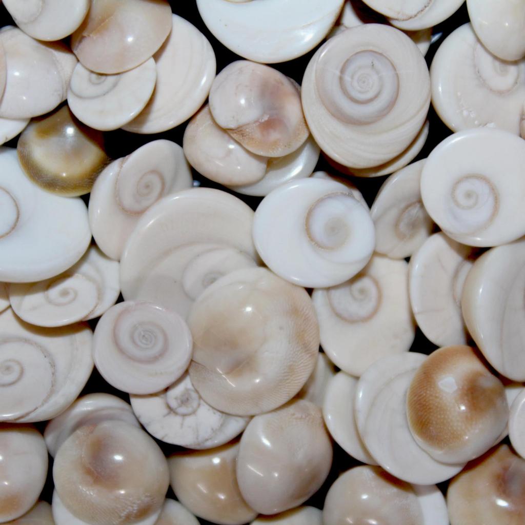 Crystal Mineral | Gemstone Jewelry | Shiva Eye | Shiva Eye Gemstone | Shiva Eye Cabochon | Shiva Eye Jewelry | Shiva Eye Ring | Wholesale