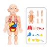14 ks/sada pro děti, DIY montáž, věda, rané vzdělávání, struktura lidských orgánů, model, lékařské puzzle, hračka, kognitivní učení, dárek, výukové nástroje