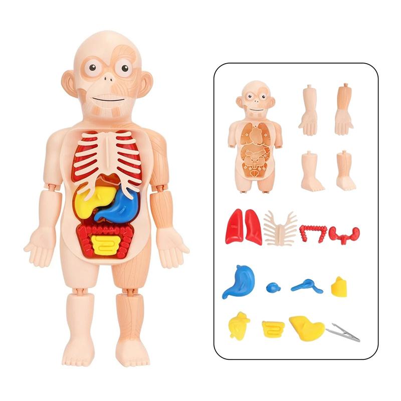 14 ks/sada pro děti, DIY montáž, věda, rané vzdělávání, struktura lidských orgánů, model, lékařské puzzle, hračka, kognitivní učení, dárek, výukové nástroje