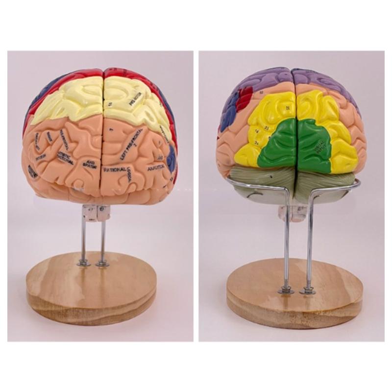 Modelo de Anatomía Cerebral Muestra el Tronco Encefálico y Otras Partes del Cerebro Humano