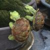 1 Piece of Cute Resin Rock Climbing Turtle Statue, Indoor and Outdoor Fish Tank Decoration, Flower Pot Decoration, Outdoor Garden Wall Hanging, Courty