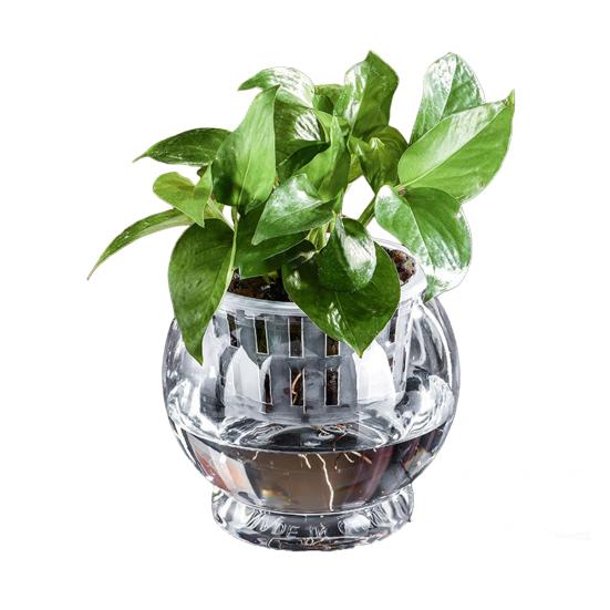 Aquaponik Betta Fischtank Transparenter Kunststoff Bruchfester Pflanzbehälter Ökosystem Aquarium Schreibtisch Aquaponik System für Betta Fisch Zimmerpflanzen