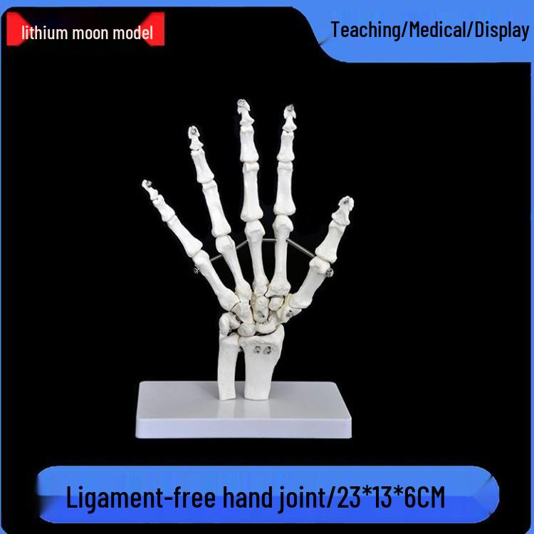 Human Skeleton Model with 6 Major Joints: Knee, Foot, Hand, Shoulder, Elbow, and Hip