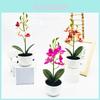 Simulierte Phalaenopsis im Topf Künstliche Künstliche Blume Für Heimdekoration Und Fotografie-Requisiten