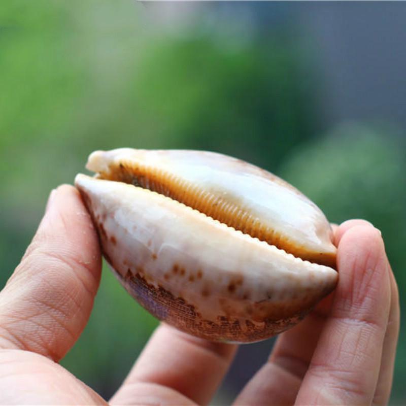 Natural Shell Conch Map Snail Collection Creative Gift Fish Tank Aquarium Decoration
