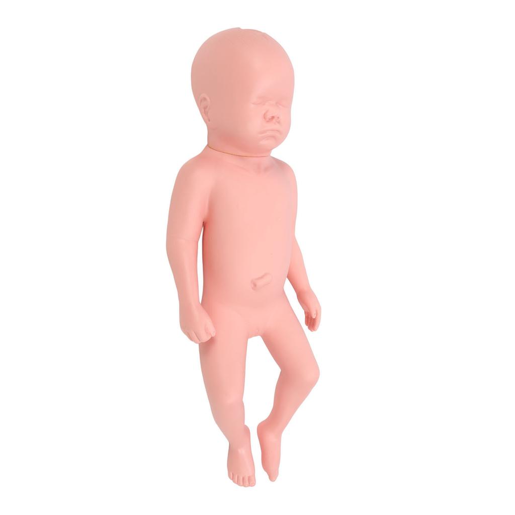Newborn Model Plastic Educational High Simulation Full Term Baby Simulator Model For Teaching