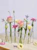 Foldable Transparent Glass Vase for Tulips - Modern Hydroponic Display and Decoration.
