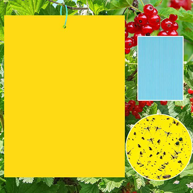 Double-Sided Yellow & Blue Sticky Trap for Flying Insects - Thrips, Flowers, and Plants Essential