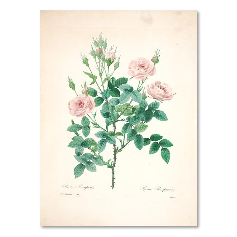 

Антикварные цветы Ботаническая живопись на холсте Винтажные постеры с растениями Декор для стен комнаты Ретро цветочные картины для украшения дома 30x40cm No Frame