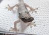 Gecko-Specific Insect Food – High Palatability for Japanese & Tokkei Geckos – ECOROGY YAMORIBITE 40 G × 1 Pack or 2 Packs