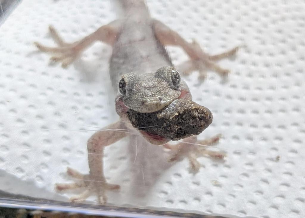 Gecko-Specific Insect Food – High Palatability for Japanese & Tokkei Geckos – ECOROGY YAMORIBITE 40 G × 1 Pack or 2 Packs