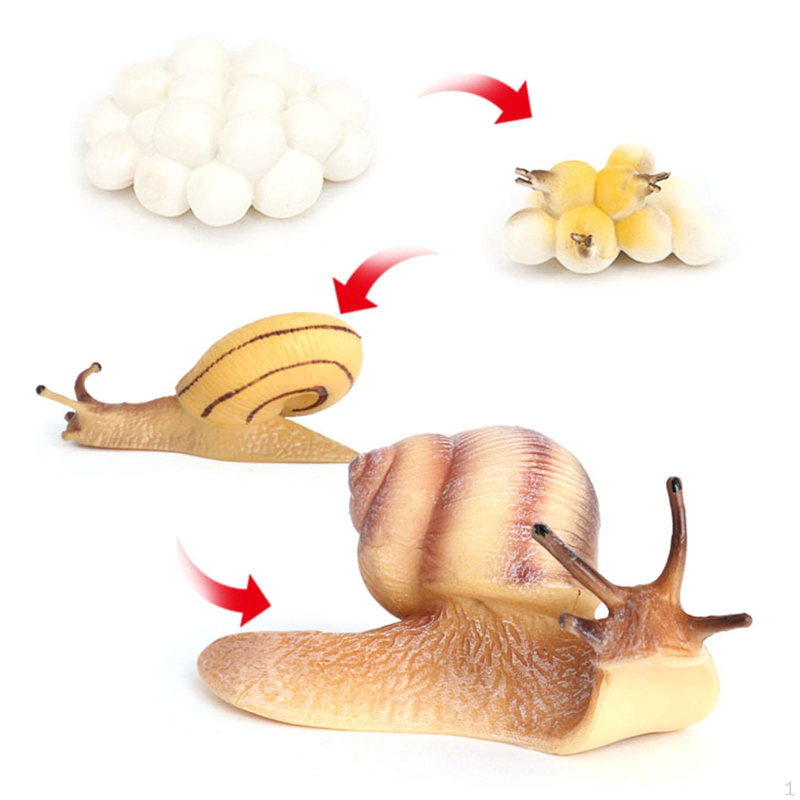 Plastic Growth Cycle Models Model Kids Toys