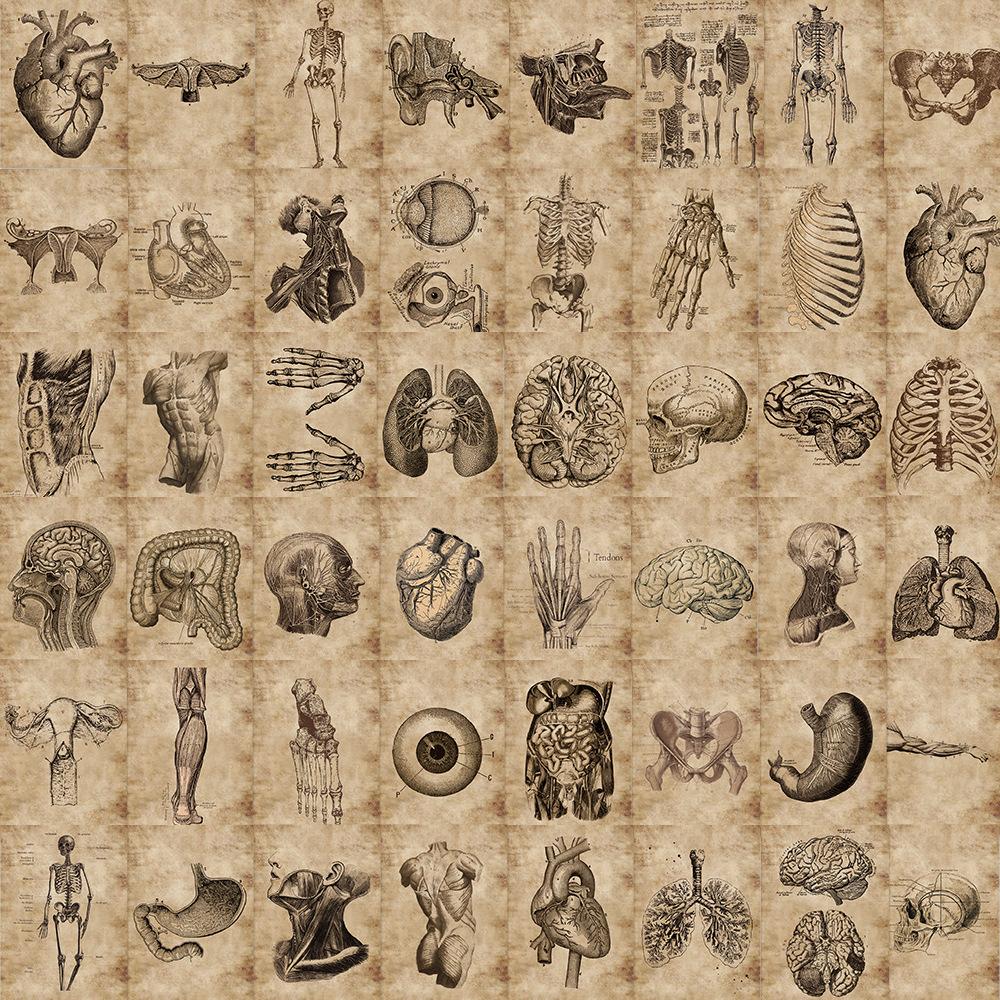 56 Human Bone Diagrams Graffiti Stickers Can Decorate Suitcase Pen Guitar Notebook Waterproof Explosive