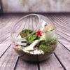 Oblique Clear Glass Ball Vase Transparent Plant Terrarium Succulents Plant Container  Home Decor
