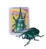 Educational Wind-up Rhinoceros Beetle Toy: Creative Fighting Insect Model for Kids' Observation & Relaxation
