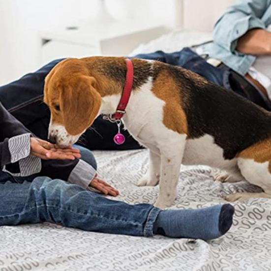 Pet Bells Vibrant Color Smooth Surface Lobster Clasp Design High Durability Easy-wearing Dress Up Metal Pet Cat Dog Collar Accessories Jingle