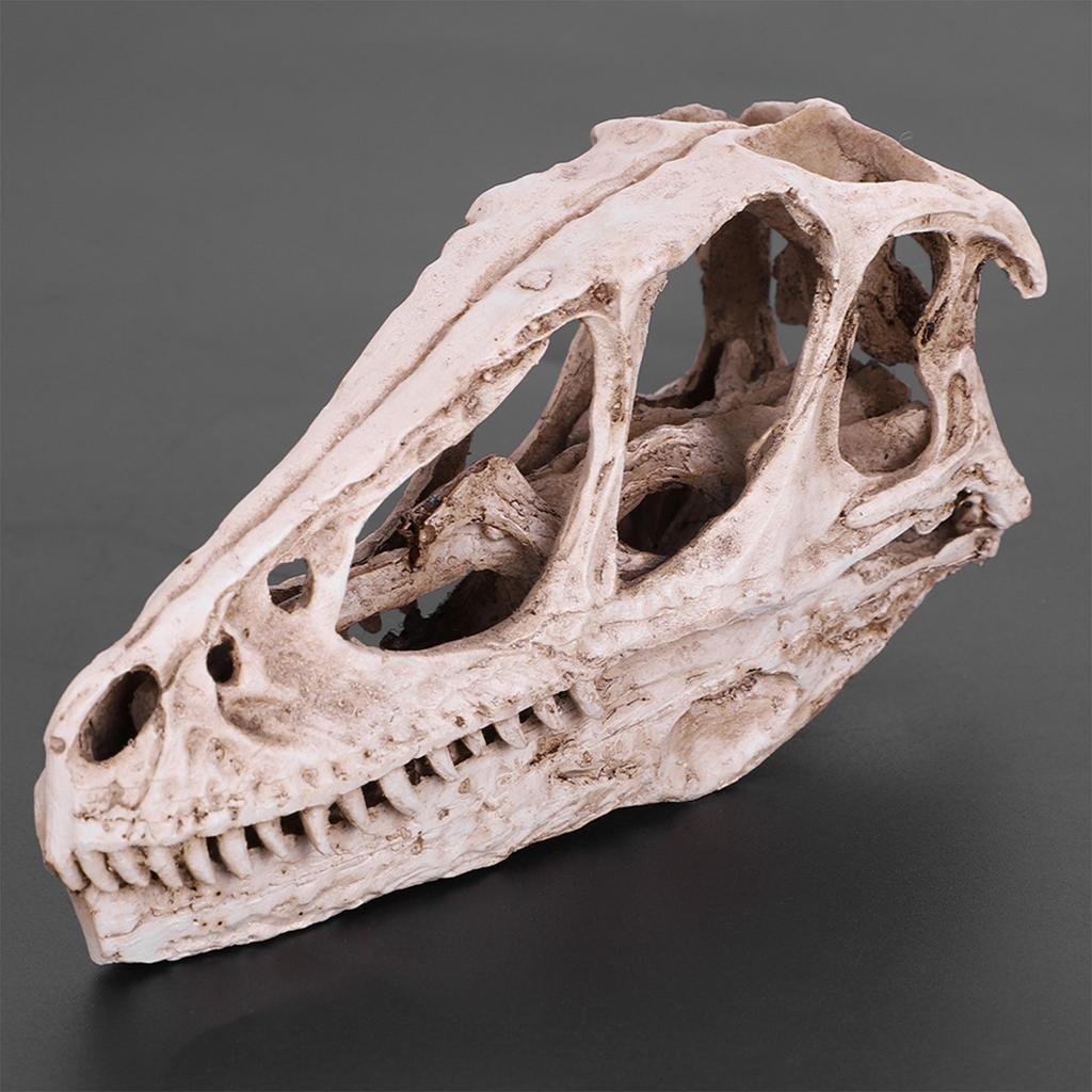 ZK50 Resin Dinosaur Skull Model Simulated Animal Skeleton Home Office Decor Craft Teaching Prop