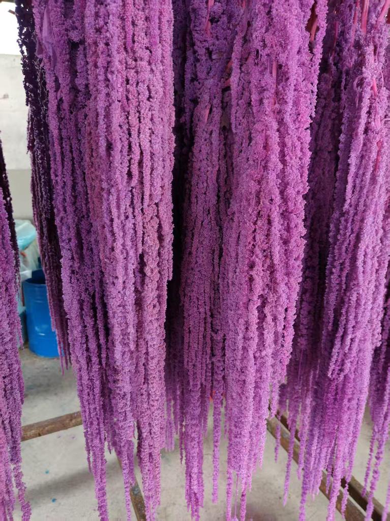 Hanging Rice Dried Preserved Flowers Wedding Decor 'Lover's Tears'