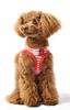 Dog Wear Harness and Border Tezukayama Small and Medium Dogs Harness Chest Circumference [ASHU] Leash, Red, Houndcam, (SS, S, M, L) (Wear (SS