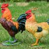 Chicken Figurine, Lifelike Resin Hen Rooster Garden Statue, Standing Farm Animal Sculpture for Yard, Lawn Garden, Outdoor Decor