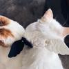 Cute Necklace Small Dog Cat Little Angel Wing Collar Personalized  Necklace Traction For Small Puppy Kitten Pet Products