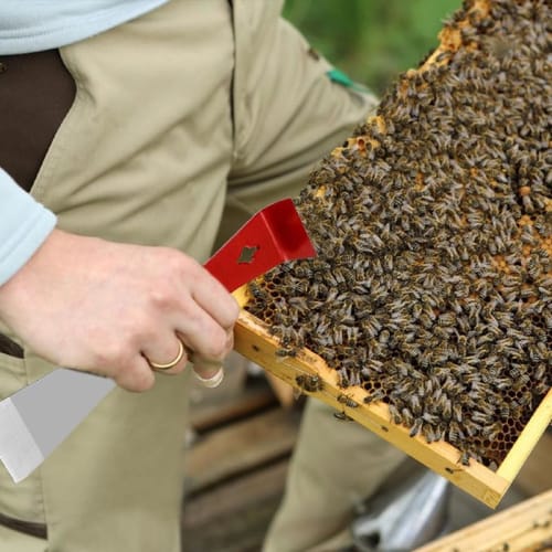 Beekeeping Scraper, Stainless Steel Bee Scraper, Multi-Function Crowbar, Beekeeping and Agricultural Tool (Style)