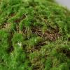 Artificial Green Moss Decor for Indoor Plants and Micro Landscapes