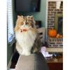 Thanksgiving Cat Collar,Pack of 2 Kitten Collar with Bell