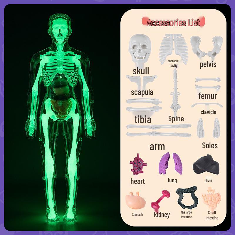 3D Educational Human Body Model with Skeleton & Organs for Kids