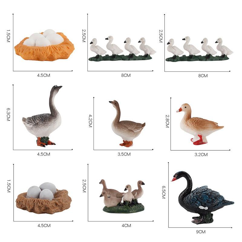 Static Poultry Animal Model With Incubation Process Display For Kids Educational Toy