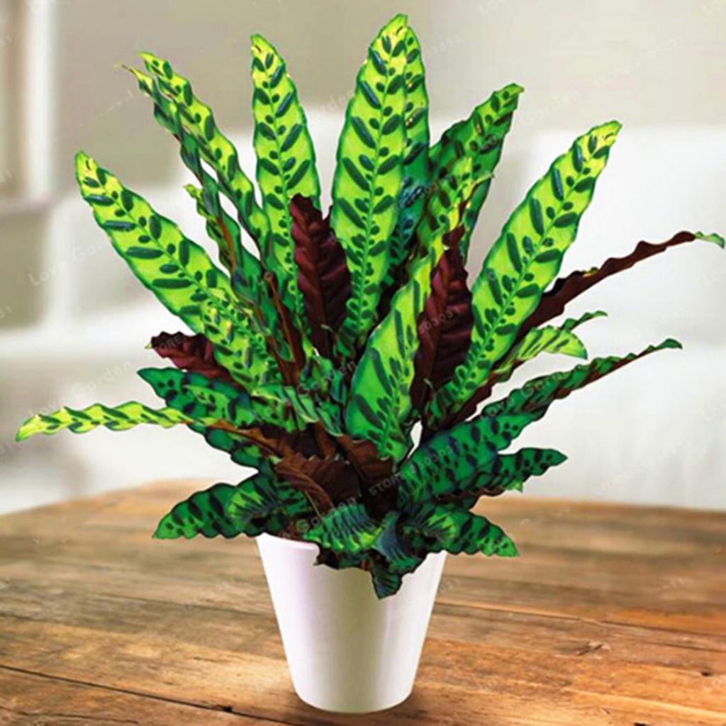 surprise star calathea Calathea Roseopicta Surprise Star – Secret Garden Plant Shop main image 1