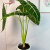 4Pcs Climbing Plants Support Clips Flower Stem Collection Fixing Rack Climbing Support Frame for Climbing Alocasia Monstera Vine