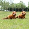 American Coati South Raccoon Plush Doll Animal Cushion Birthday Present Children