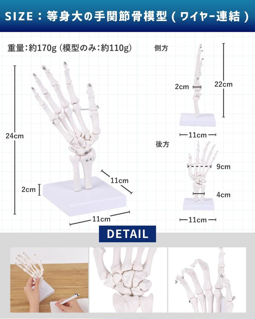 KIYOMARU Wrist Joint Model, Human Body Model, Bone Model, PT Supervised, Skeleton Specimen, Removable from Support, Right Hand, Life-Size