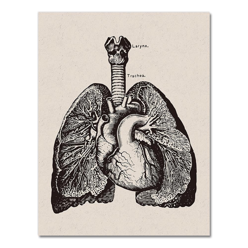 Human Anatomy Wall Art Hospital Vintage Posters and Prints Doctor Office Decoration Skeleton Anatomical Skull Canvas Painting