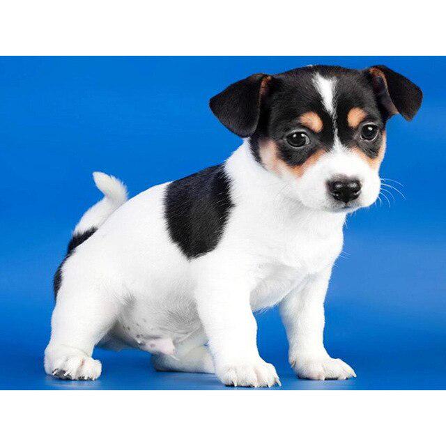 Pictură cu diamant 5D DIY câine drăguț animal de companie cu punct de cruce broderie cu diamante mozaic animal foraj complet rotund