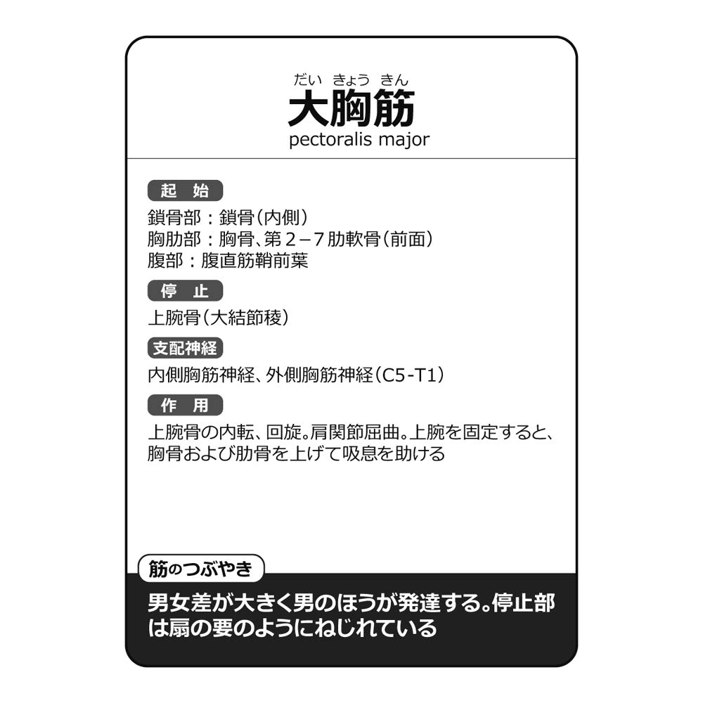 Muscle Karuta Bone Karuta Brain and Internal Organs Karuta Anatomy Karuta Set + + 3-Piece