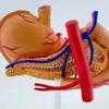Perfect Study Tool 4D Stomach Anatomy Model for Medicals Exams and Preparations