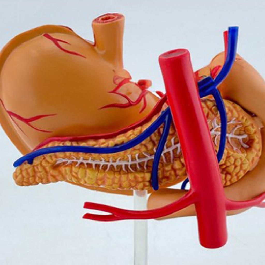 Perfect Study Tool 4D Stomach Anatomy Model for Medicals Exams and Preparations