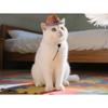 Pet Western Cowboy Hat Pet Sun Hat Big Edge Sunscreen Dog Hat Cat Top Hat Dress Up