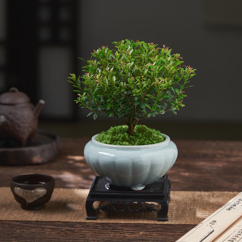Red Leaf Bonsai Seedling - Easy Care Indoor Evergreen, Perfect for Hydroponics and Micro Landscapes