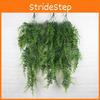 Pteridium Latiusculum Plant For Wedding And Outdoor Decorate Events