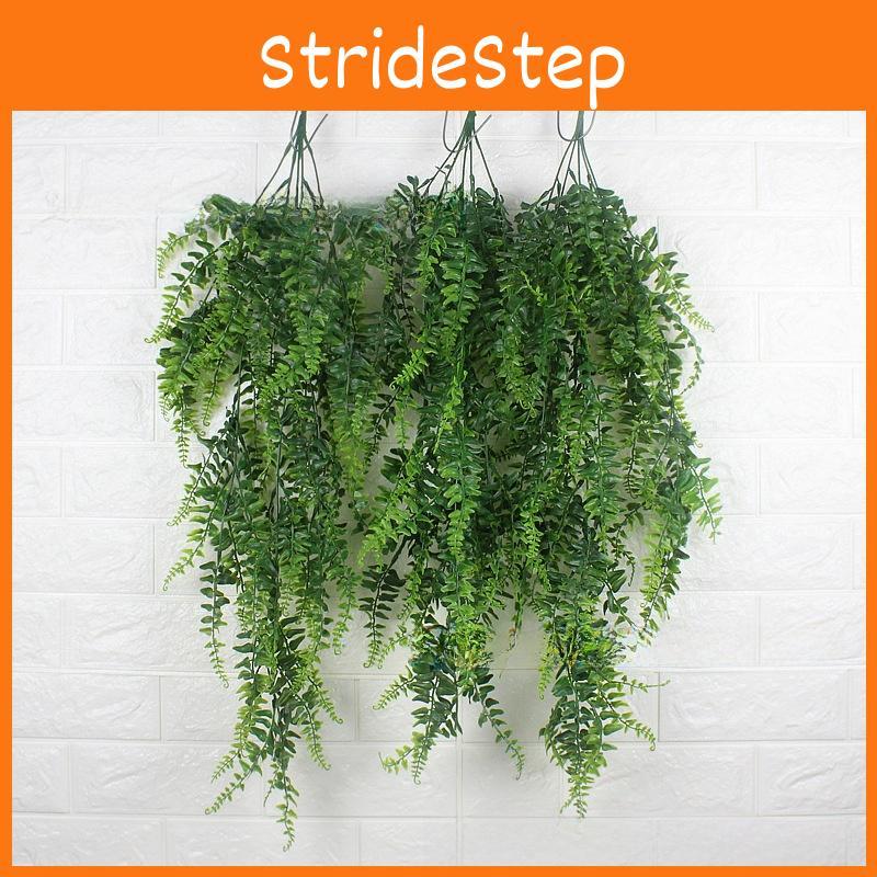 Pteridium Latiusculum Plant For Wedding And Outdoor Decorate Events