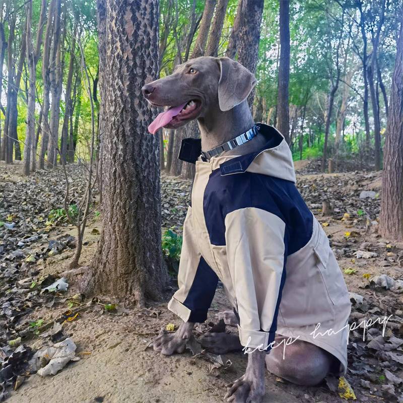 

Dog Jacket Medium and Large Dog Spring and Autumn Pet Outfit Golden Retriever Labrador Edge Herding Alaska 7XL chest 90 back 68 about 65-45 kg