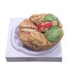 Menschliches Gehirnmodell Simulation 8-teilig PVC Lebensgroß Anatomie Lehrmittel für Klassenzimmer