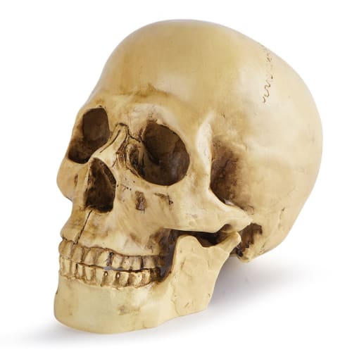 CHASO Skull Decor Halloween Horror Skull Realistic Figure Cosplay Figurine Skeleton Prank Human Skull Model Haunted House Skull Life-Size