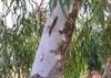 SAFLAX River Red Gum - 200 Seeds - Eucalyptus Camaldulensis