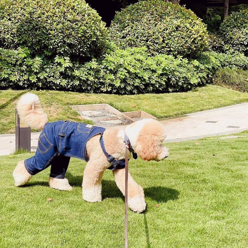 

Dog clothes medium and large dog shirts spring and summer thin anti-hair loss summer clothes handsome dog overalls 8XL chest 100 back 70 about 56-40 kg