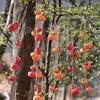 Orange Simulation Persimmon Fruit 8 Fruit Persimmon Pendant Artificial Persimmon  Restaurant