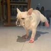 4Pcs/Set Soft Dog Summer Jelly Sandals Cartoon Hollow Puppy Shoes  for Hot Roads